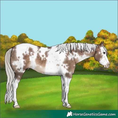 Horse Color:White Spotted Silver Brown Dun Splash Tobiano 