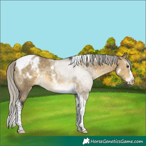 Horse Color:White Spotted Silver Buckskin Dun Splash Tobiano Rabicano 