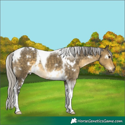 Horse Color:White Spotted Silver Buckskin Dun Tobiano 
