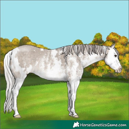 Horse Color:White Spotted Silver Brown Dun Splash 
