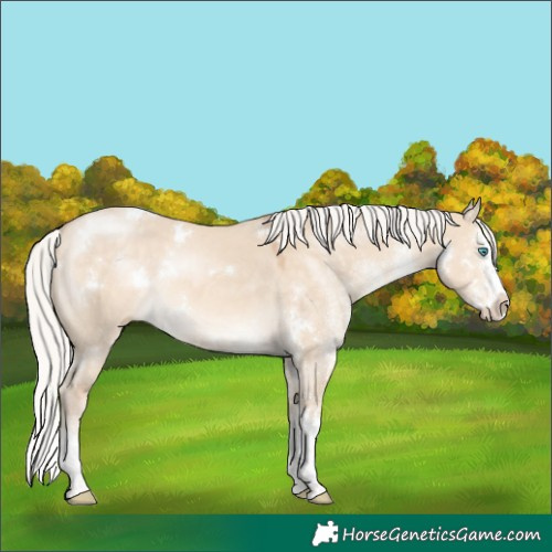 Horse Color:White Spotted Silver Perlino Dun Splash Rabicano