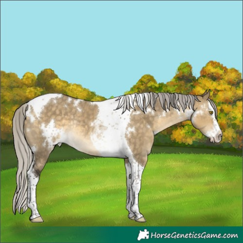 Horse Color:White Spotted Silver Buckskin Dun Splash Tobiano Rabicano 