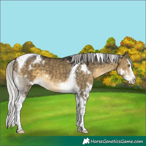 Horse Color:White Spotted Silver Buckskin Dun Splash Tobiano 
