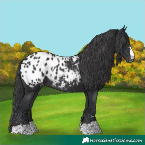 Horse Color:Black Blanket Rabicano