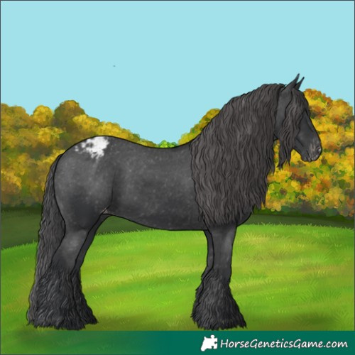 Horse Color:Black Appaloosa Rabicano 