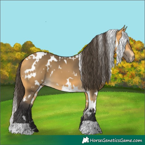 Horse Color:White Spotted Buckskin 