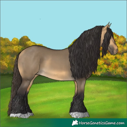 Horse Color:Buckskin Dun
