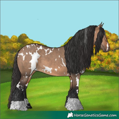 Horse Color:White Spotted Brown Dun