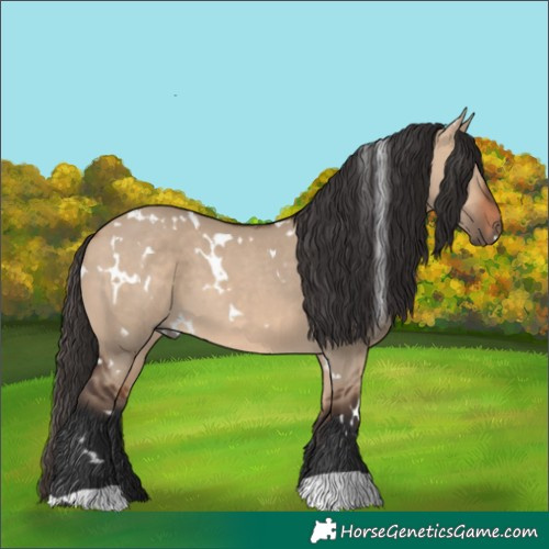 Horse Color:Unknown 