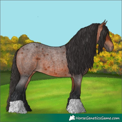 Horse Color:Bay Roan