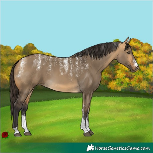 Horse Color:Powder White Buckskin Dun 