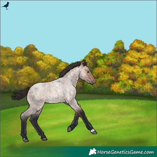 Horse Color:Bay Roan Dun