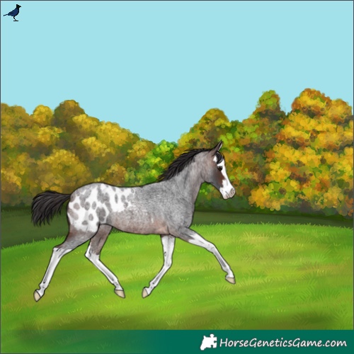 Horse Color:Brown Roan Splash Appaloosa