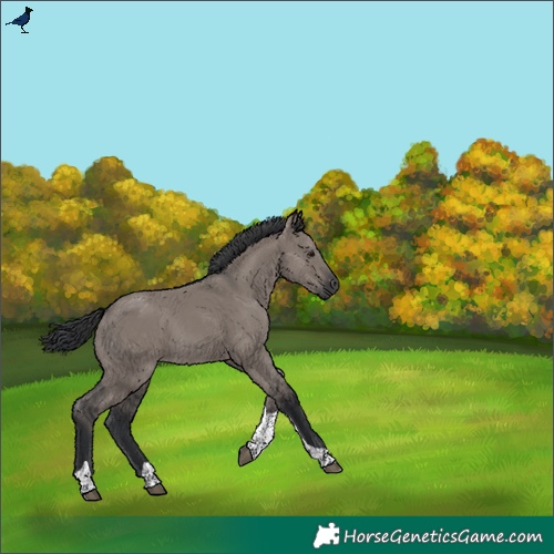 Horse Color:Grullo Tobiano Rabicano