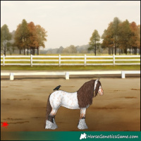 Horse Color:Bay Roan Dun Appaloosa