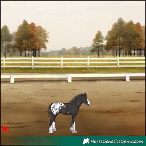 Horse Color:Smoky Black Appaloosa 