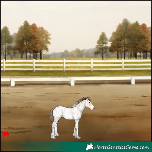 Horse Color:White Spotted Bay Dun Appaloosa 