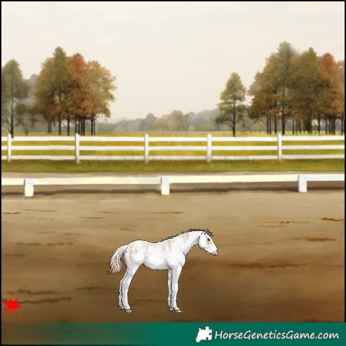 Horse Color:White Spotted Red Dun Appaloosa 