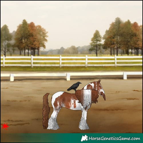 Horse Color:White Spotted Chestnut Tobiano Appaloosa 