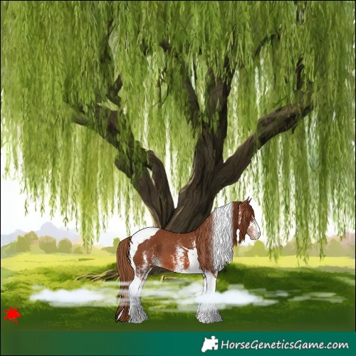 Horse Color:White Spotted Chestnut Tobiano Varnish 