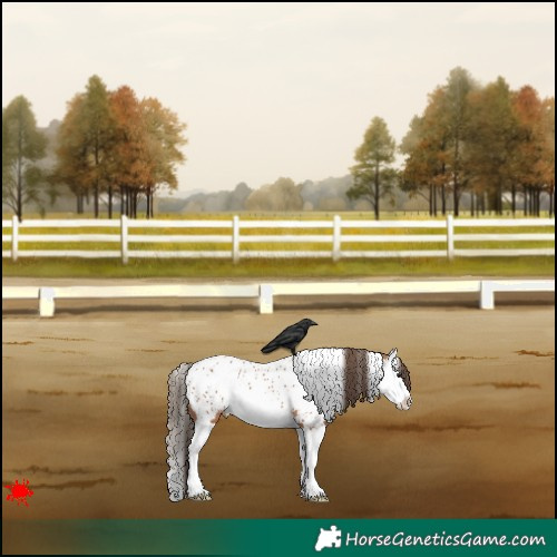 Horse Color:White Spotted Bay Splash Appaloosa 