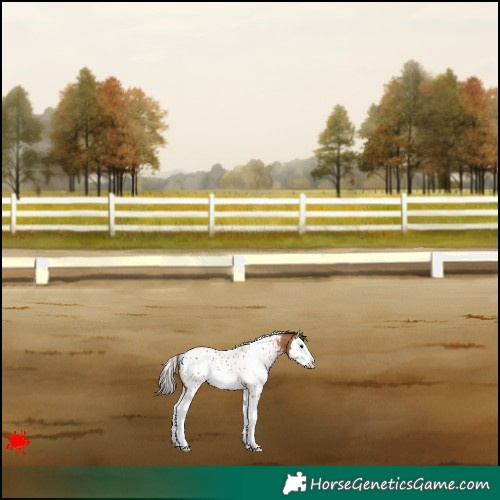 Horse Color:White Spotted Bay Splash Appaloosa 