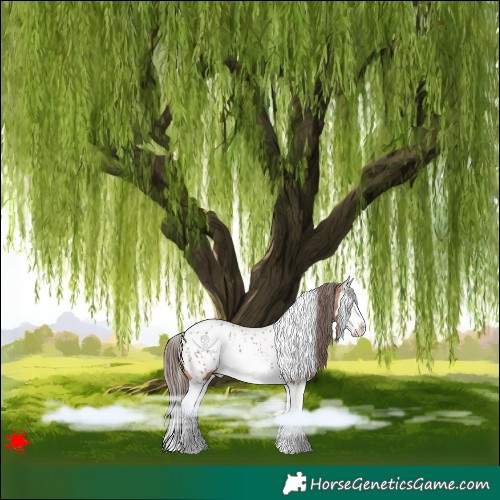Horse Color:White Spotted Bay Splash Near Leopard 