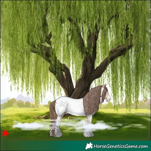 Horse Color:White Spotted Bay Dun Appaloosa 