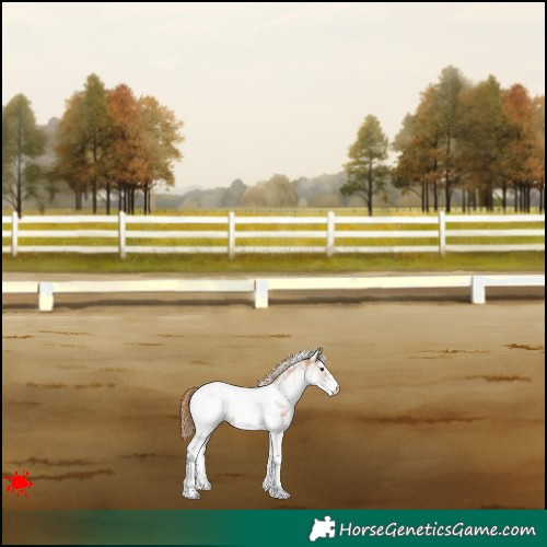 Horse Color:White Spotted Chestnut Appaloosa