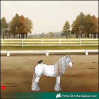 Horse Color:White Spotted Chestnut Appaloosa 
