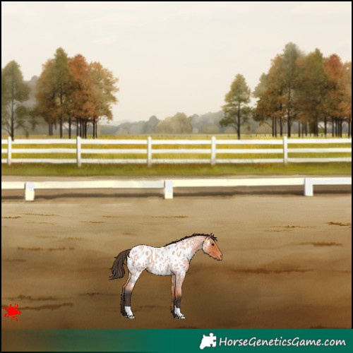 Horse Color:Bay Roan Appaloosa