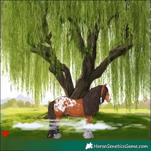 Horse Color:Bay Blanket 