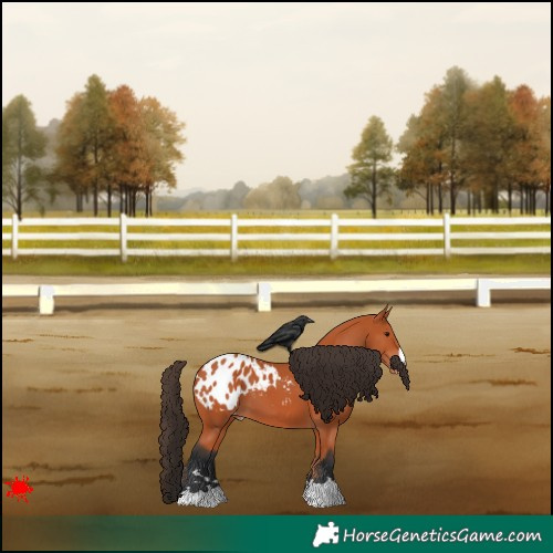 Horse Color:Bay Appaloosa