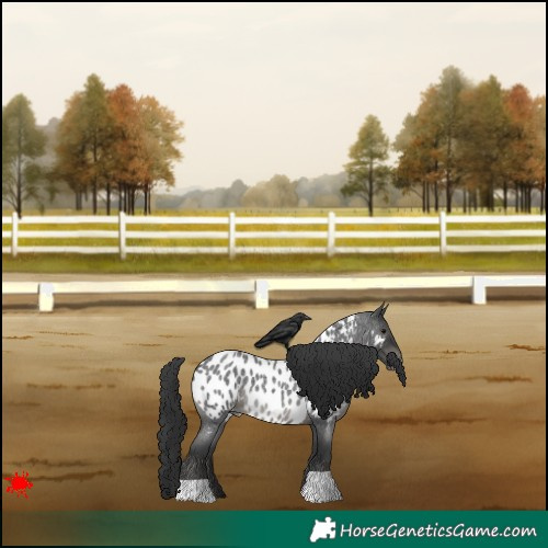 Horse Color:Blue Roan Appaloosa 