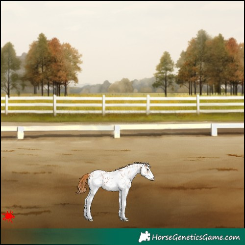 Horse Color:White Spotted Chestnut Appaloosa 