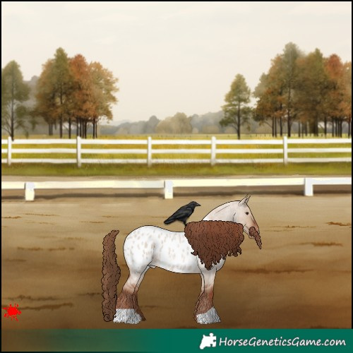 Horse Color:Red Dun Roan Appaloosa 