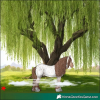 Horse Color:Red Dun Roan Appaloosa