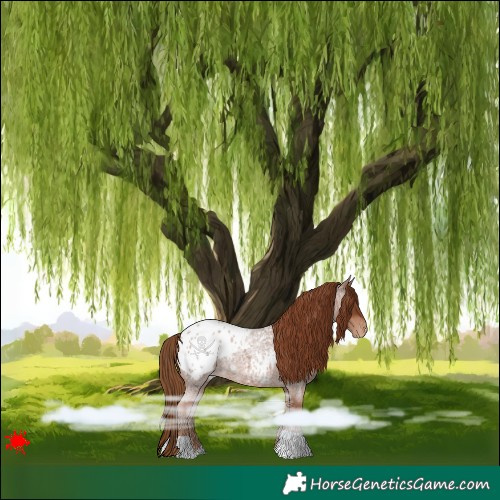 Horse Color:Red Roan Appaloosa 