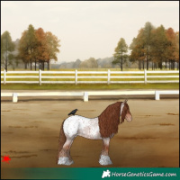 Horse Color:Red Roan Appaloosa 