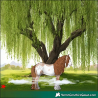 Horse Color:Red Roan Frame
