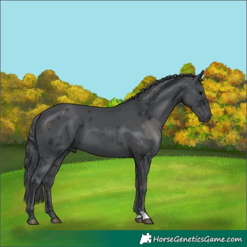 Horse Color:Black Merle 