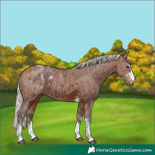 Horse Color:Silver Black Appaloosa and Silver Brown Merle