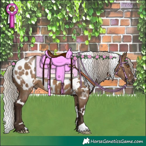 Horse Color:Gray White Spotted Silver Grullo Appaloosa 