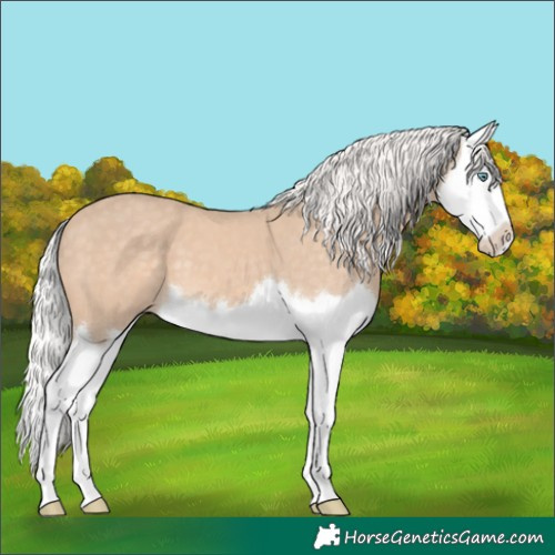 Horse Color:Silver Perlino Splash 