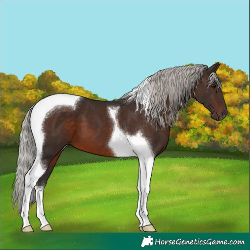 Horse Color:Silver Brown Tobiano 