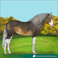 Horse Color:Silver Buckskin Splash