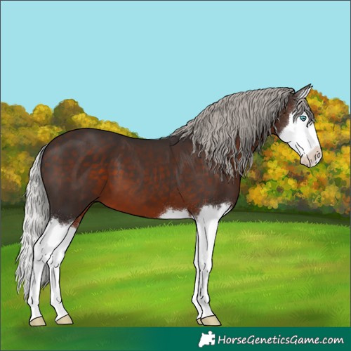Horse Color:Silver Brown Splash 