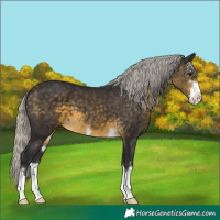 Horse Color:Silver Buckskin