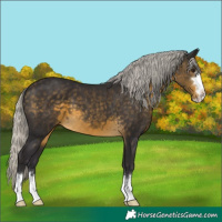 Horse Color:Silver Buckskin 