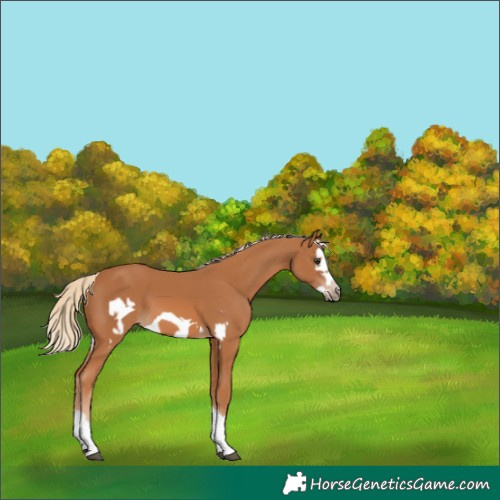 Horse Color:Chestnut Splash Frame 
